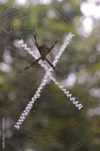 Detail of the little black spider and cobwebs
