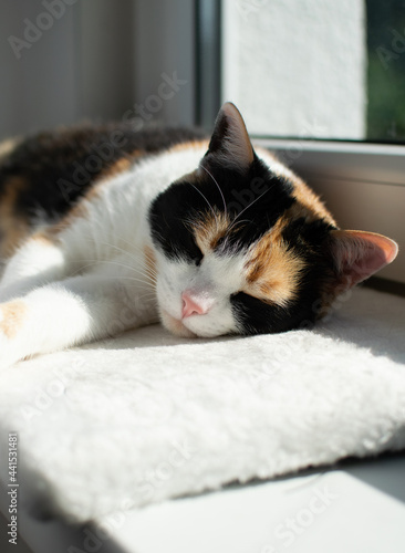 Kot śpiacy na parapecie, poduszka, słońce, zwierzę domowe, relaks, 