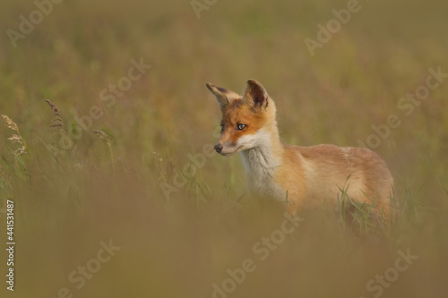 Fototapeta Naklejka Na Ścianę i Meble -  Red fox cub , Vulpes Vulpes in the grass