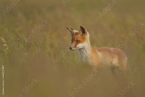 Red fox cub , Vulpes Vulpes in the grass