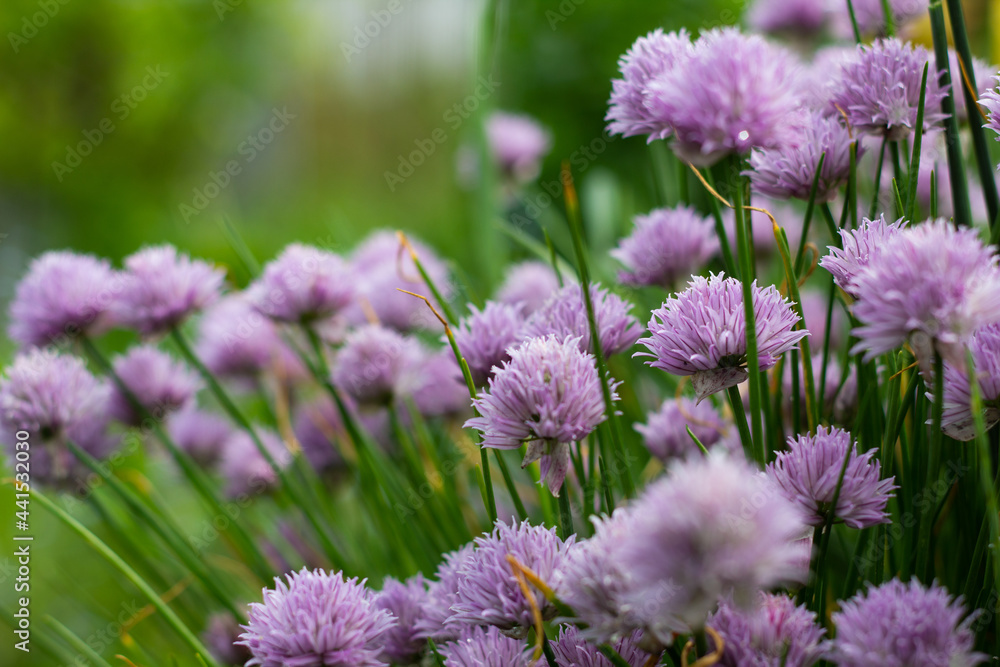 Fototapeta premium Beautiful blooming wild onion in the garden. Purple inflorescences. Close-up. Place for your text.