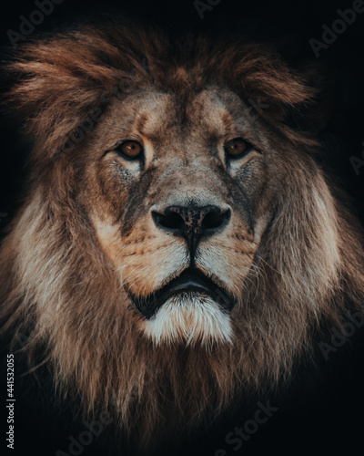 lion head portrait. wildlife lion watching. big lion looking.