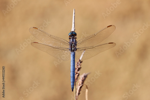 Orthetrum coerulescens Orthétrum bleuissant posé en gros plan photo