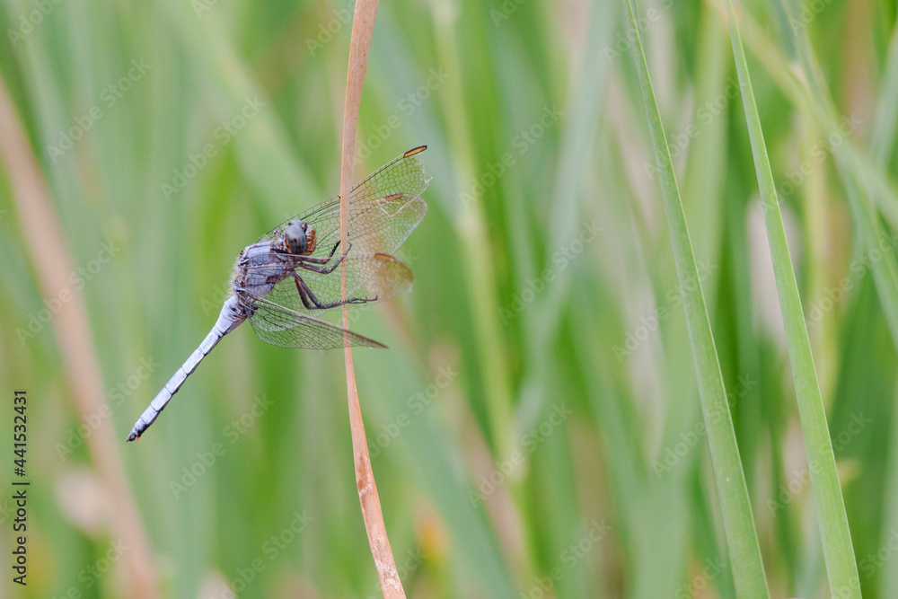 Orthetrum coerulescens Orthétrum bleuissant posé en gros plan Orthetrum coerulescens Orthétrum bleuissant posé en gros plan