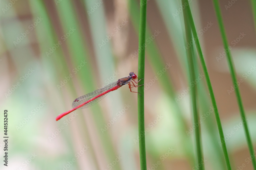 Ceriagrion tenellum Agrion délicat perché sur de la végétation de bord de ruisseau