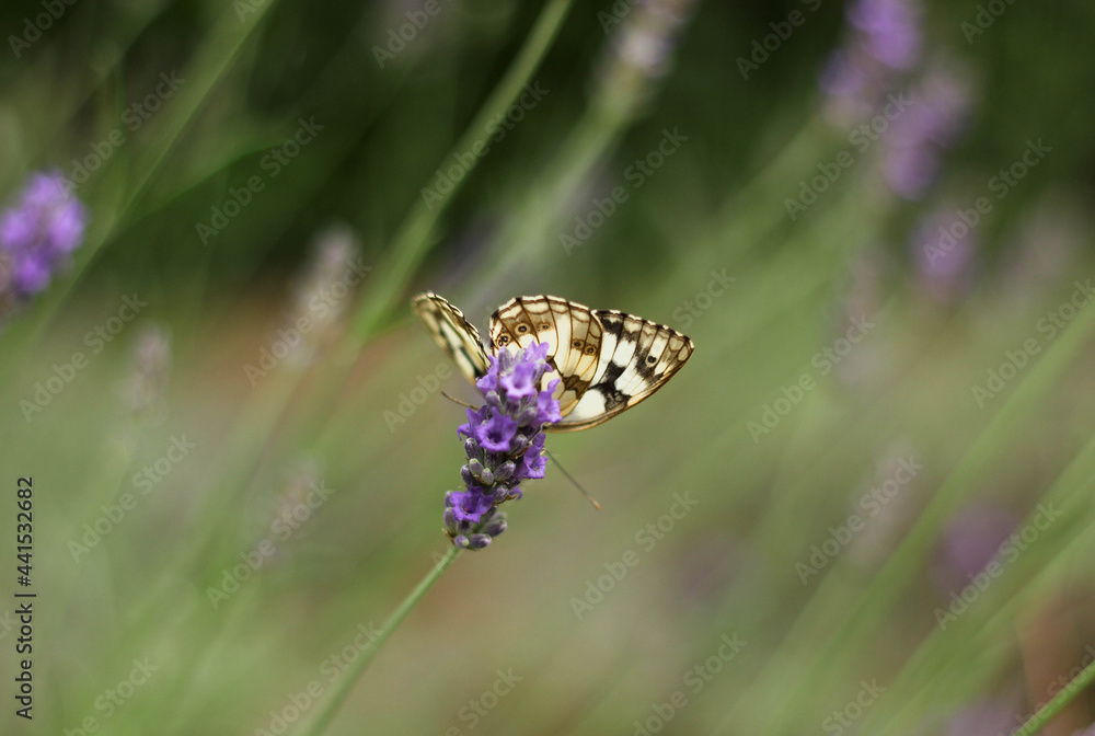 A butterfly sitting on a lavender flower surrounded by a blurry background of blooming lavender A butterfly sitting on a lavender flower surrounded by a blurry background of blooming lavender