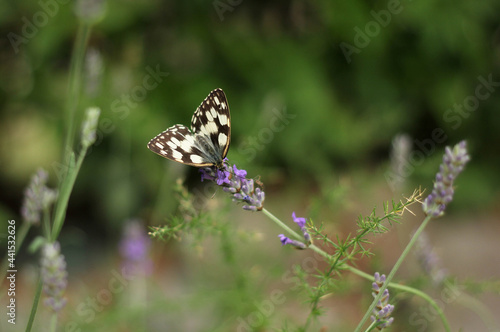 A butterfly sitting on a lavender flower surrounded by a blurry background of blooming lavender  © Inna Italy