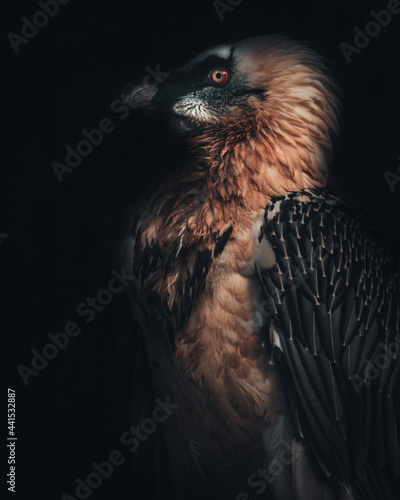 portrait of a vulture. vulture on dark background. portrait of vulture