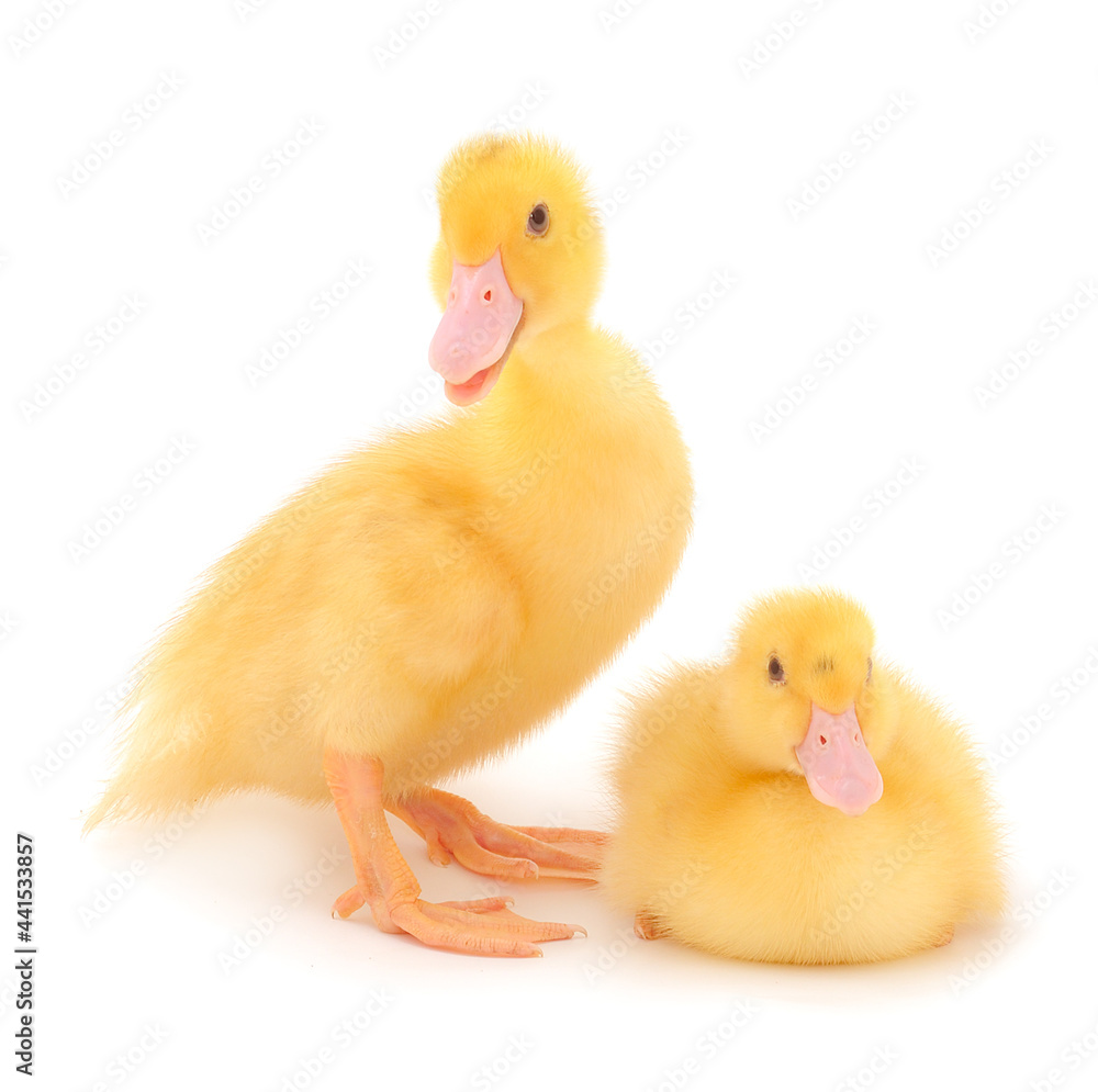 Little cute duckling. Little cute duckling.