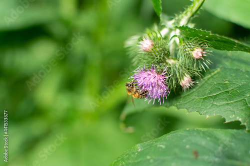 The bee collects nectar on the flowers of the thistle 