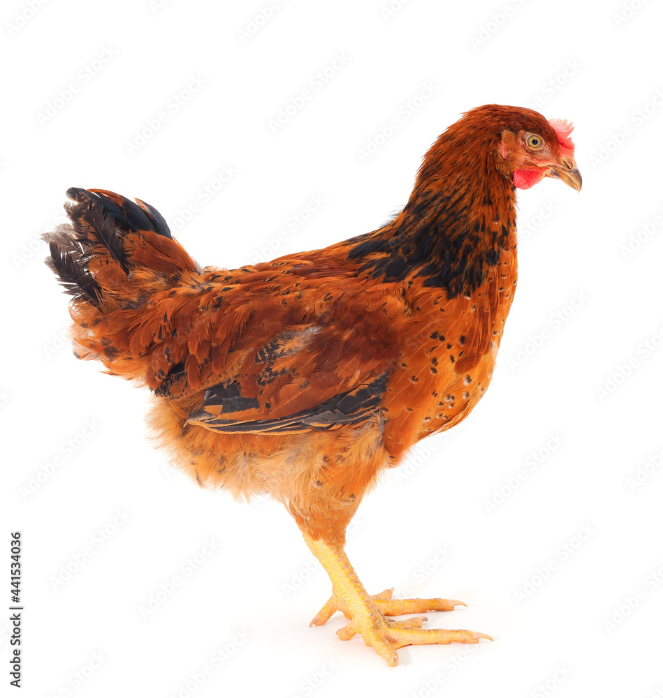 Fototapeta premium Brown hen isolated.