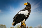 Steller's sea eagle sits on a stump against the background of a blue sky and trees. The bird of prey looks to the left