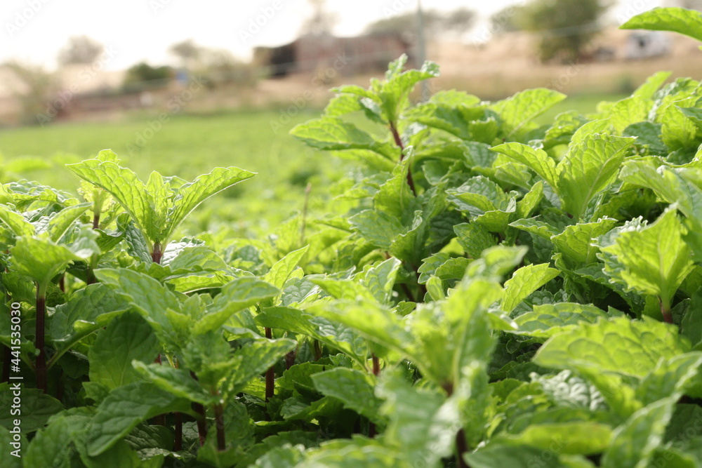 Mint leaves, Fresh and green mint gardening and farming Mint leaves, Fresh and green mint gardening and farming