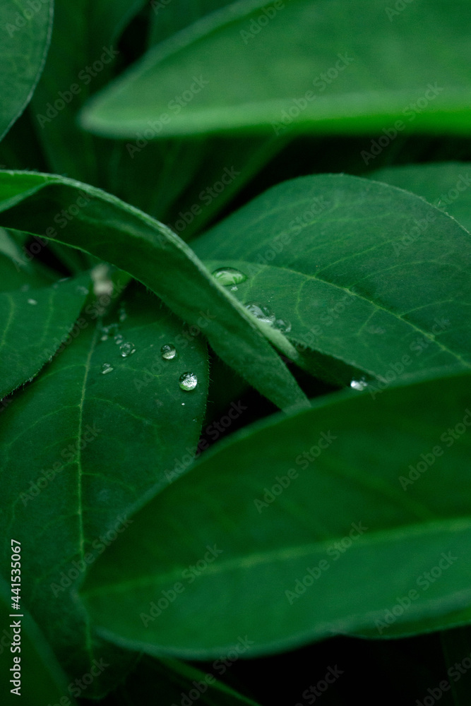 leaf with water drops leaf with water drops