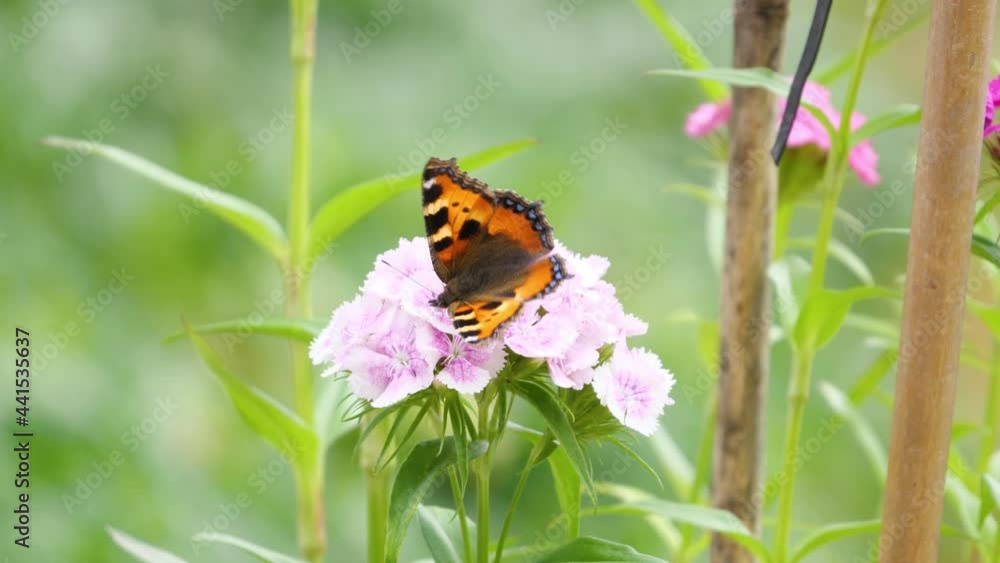 Der Schmetterling Kleiner Fuchs (Aglais urticae) an der Blüte einer Bartnelke