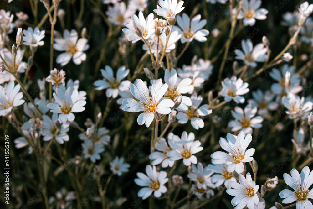 white flowers in the garden white flowers in the garden