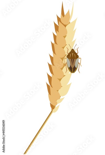 Bug Aelia rostrata on ripe wheat spike on white background. A type of insect that damages grains. Flat vector illustration