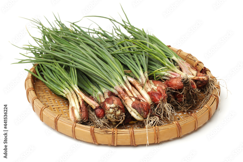 young green garlic leaves isolated on white background young green garlic leaves isolated on white background