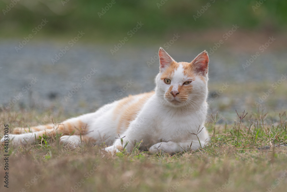 のんびり過ごす猫　茶白猫