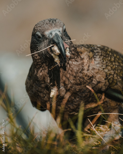 Nestor kea haveing apple in his mouth
