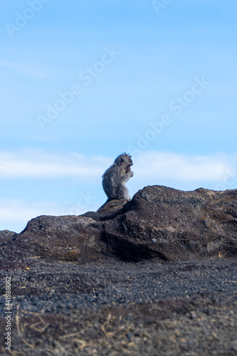 monkey on rock © Jason