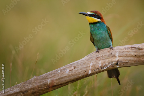 Bee-Eater - Merops Apiaster on the branch