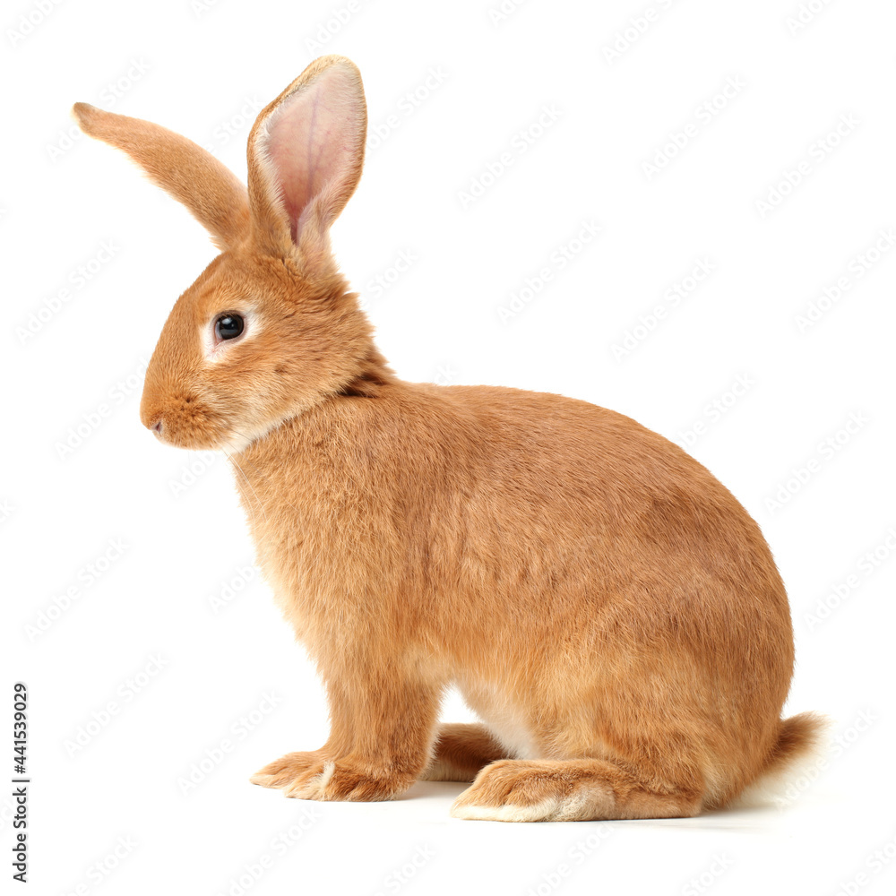 Fototapeta premium rabbits isolated on white background 
