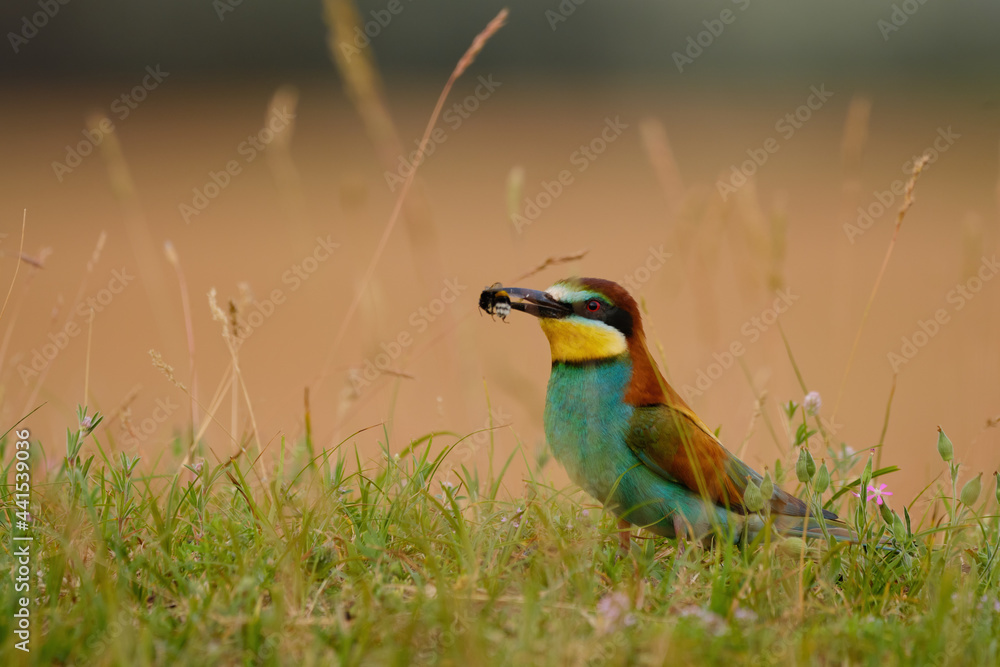 European bee-eater - Merops apiaster on the ground European bee-eater - Merops apiaster on the ground