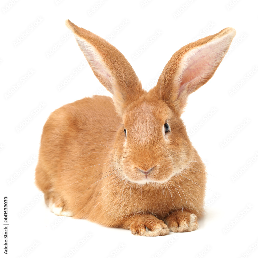 Obraz premium rabbits isolated on white background 