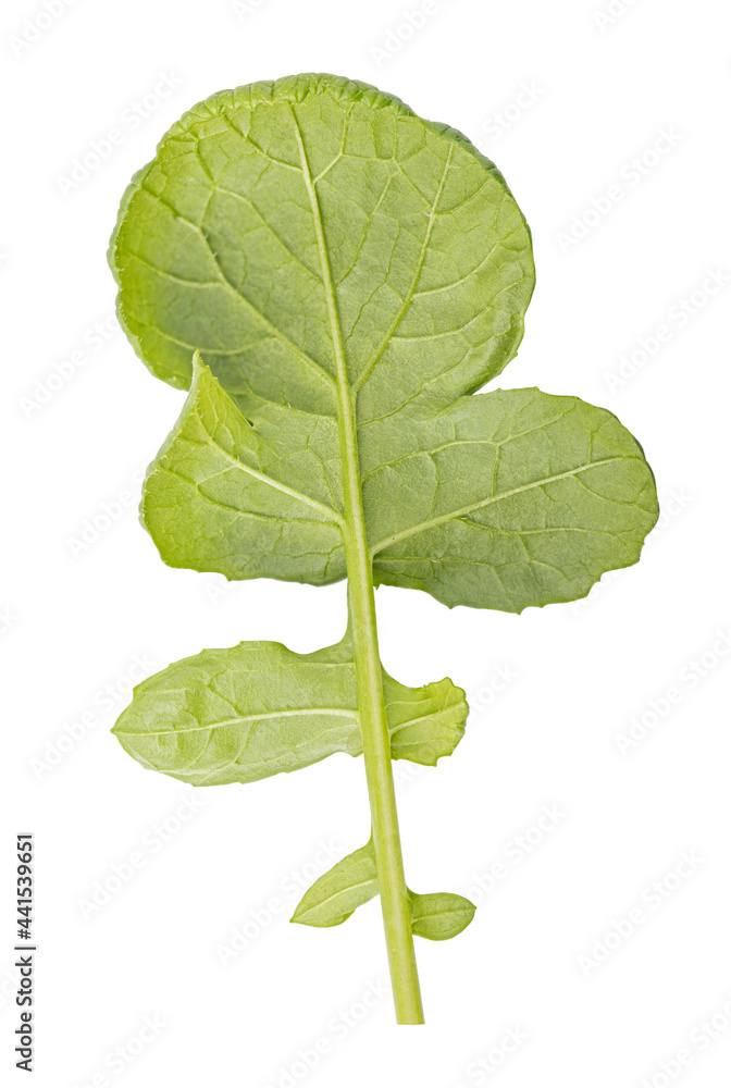 Fototapeta premium Radish leaf isolated on a white background. Clipping path