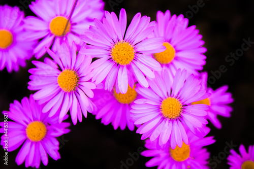 pink daisies