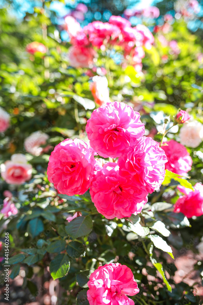 Beautiful roses in garden. Rose Gardening Beautiful roses in garden. Rose Gardening