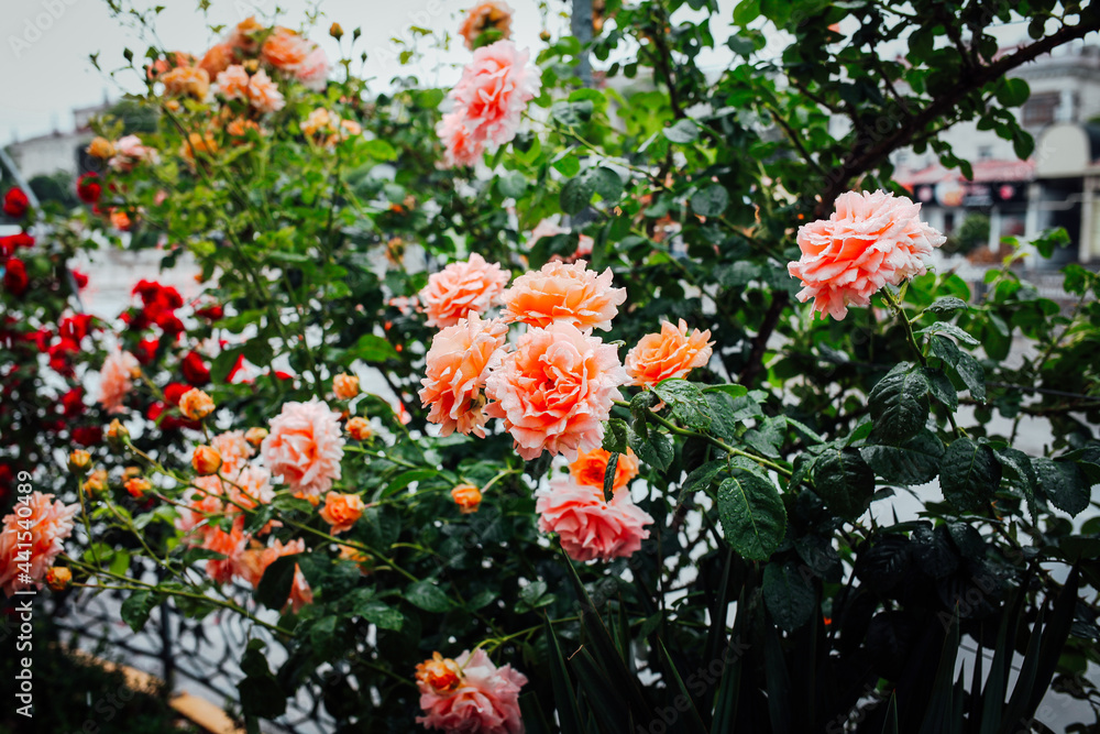 Beautiful roses in garden. Rose Gardening