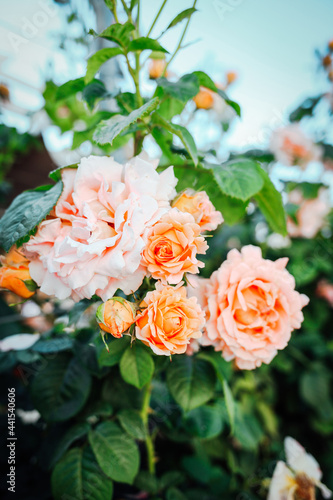 Beautiful creamy roses in garden. Rose Gardening