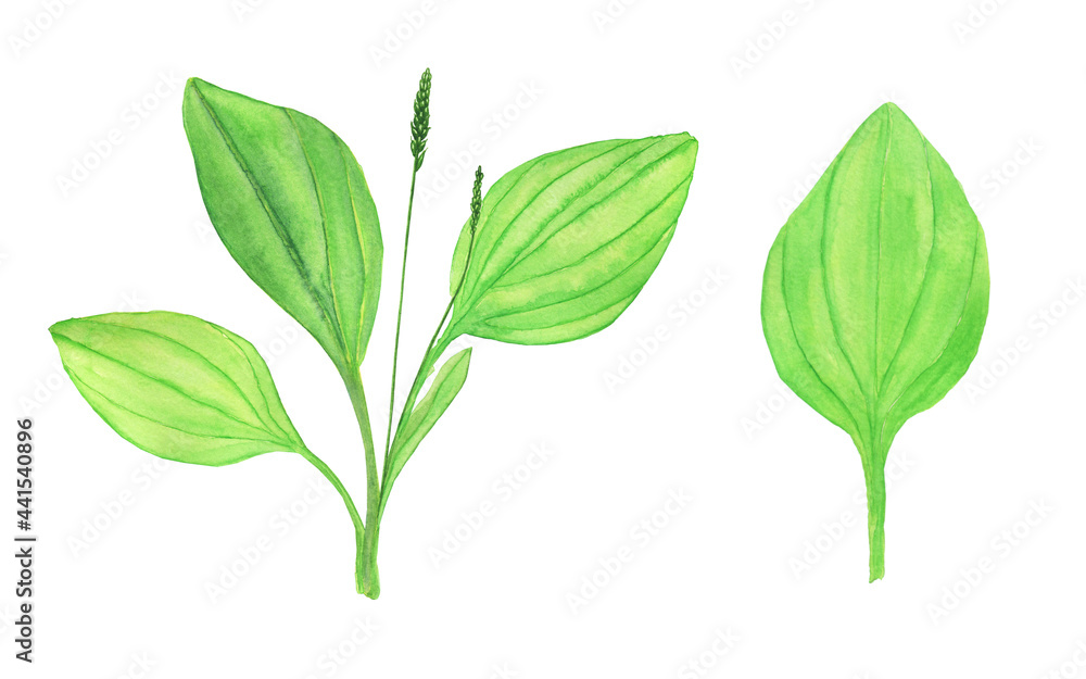Plantain plant and single leaf isolated on white background. Watercolor hand drawing illustration. Perfect for medical design, herbal card. Plantain plant and single leaf isolated on white background. Watercolor hand drawing illustration. Perfect for medical design, herbal card.