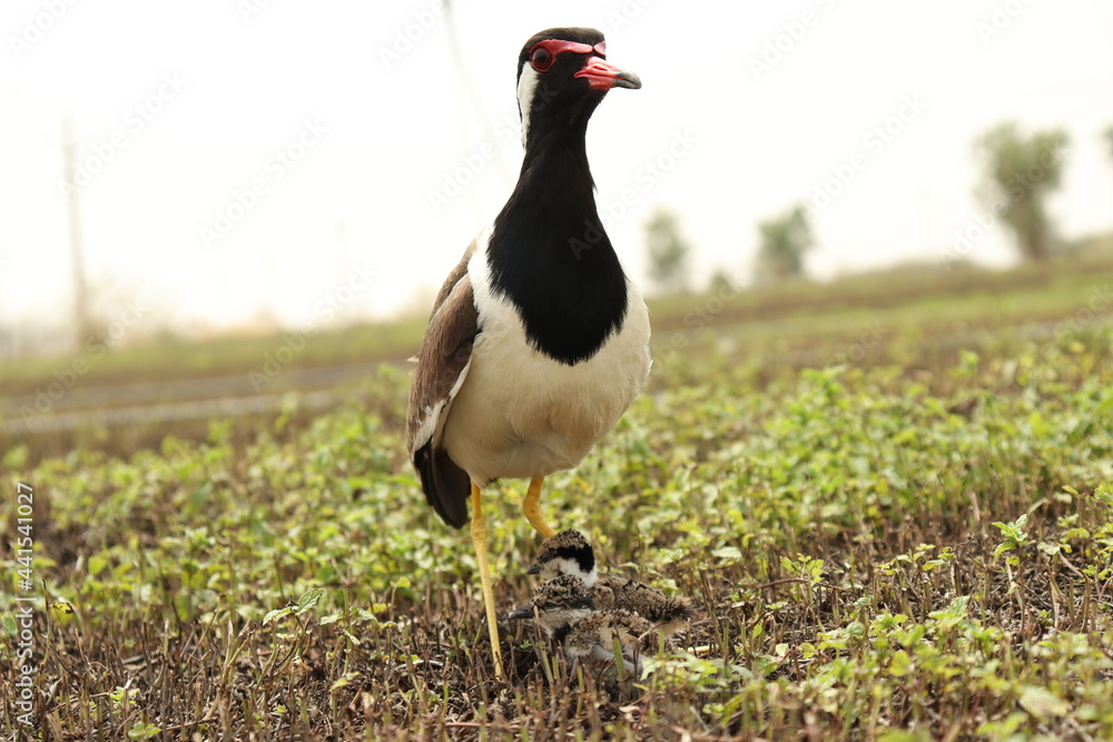 Red wattled lapwing, Vanellus indicus in the farm Red wattled lapwing, Vanellus indicus in the farm
