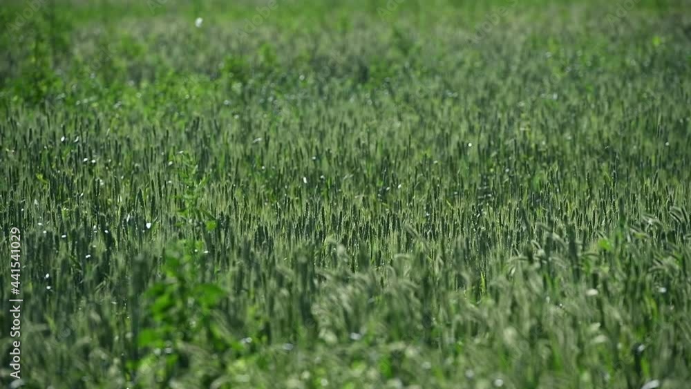 Winter wheat seedlings Winter wheat seedlings