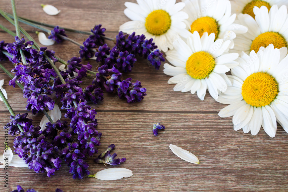 Fresh lavender and oxeye daisies with scattered flower petals, isolated on rustic wooden background Fresh lavender and oxeye daisies with scattered flower petals, isolated on rustic wooden background