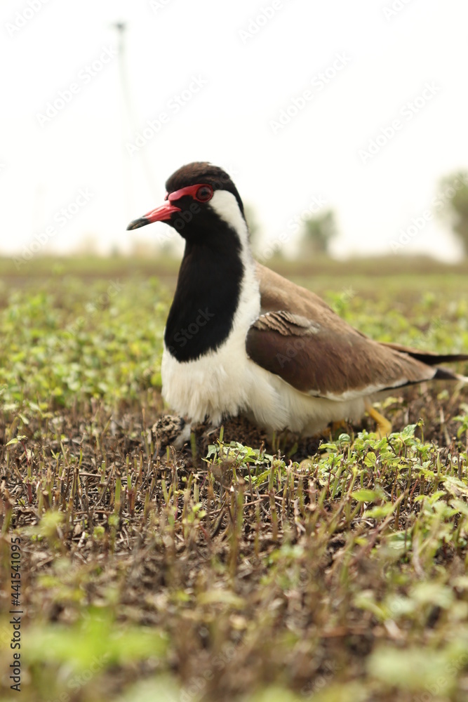 Red wattled lapwing, Vanellus indicus in the farm Red wattled lapwing, Vanellus indicus in the farm