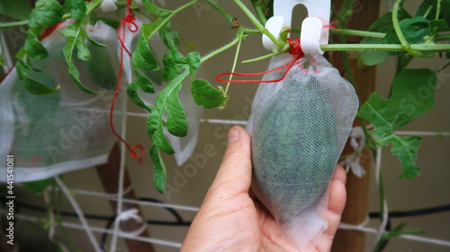 Hand holding  watermelon growing in insect net bags in the garden