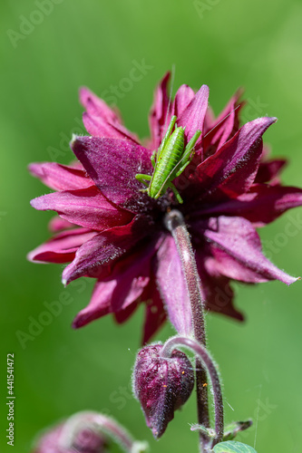 wild plants and flowers botanical garden esperia regional natural park frignano modena photo