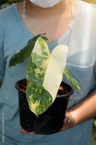 Philodendron burle marx variegeted photo