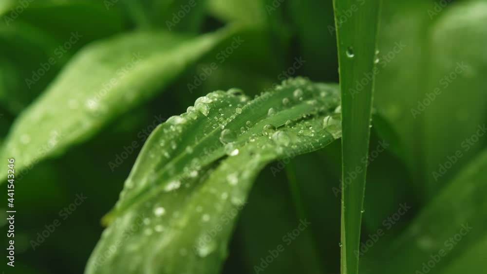 Raindrops fall and lie on green blades of grass close-up Raindrops fall and lie on green blades of grass close-up