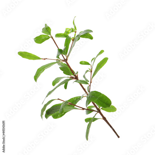 Pomegranate branch with green leaves on white background