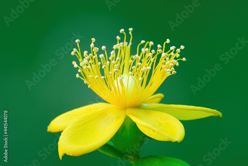 Beauty yellow tutsan flower with pistils. Front view, close up. Hypericum inodorum, red fame. Medicinal plant. Blurred natural green background.