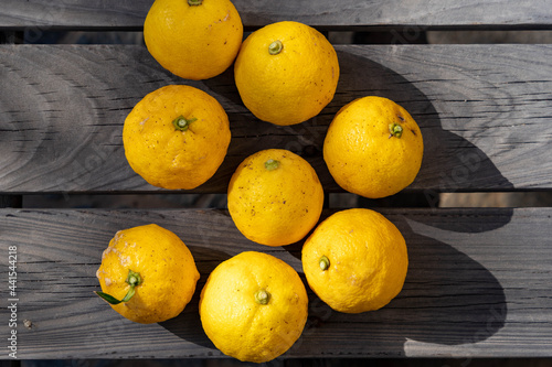 fruit of Japanese citron - Citrus junos - are on the wooden board.