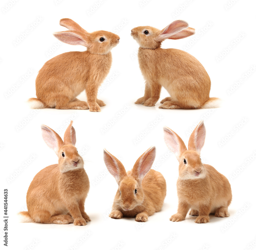 brown bunny rabbits isolated on white background 