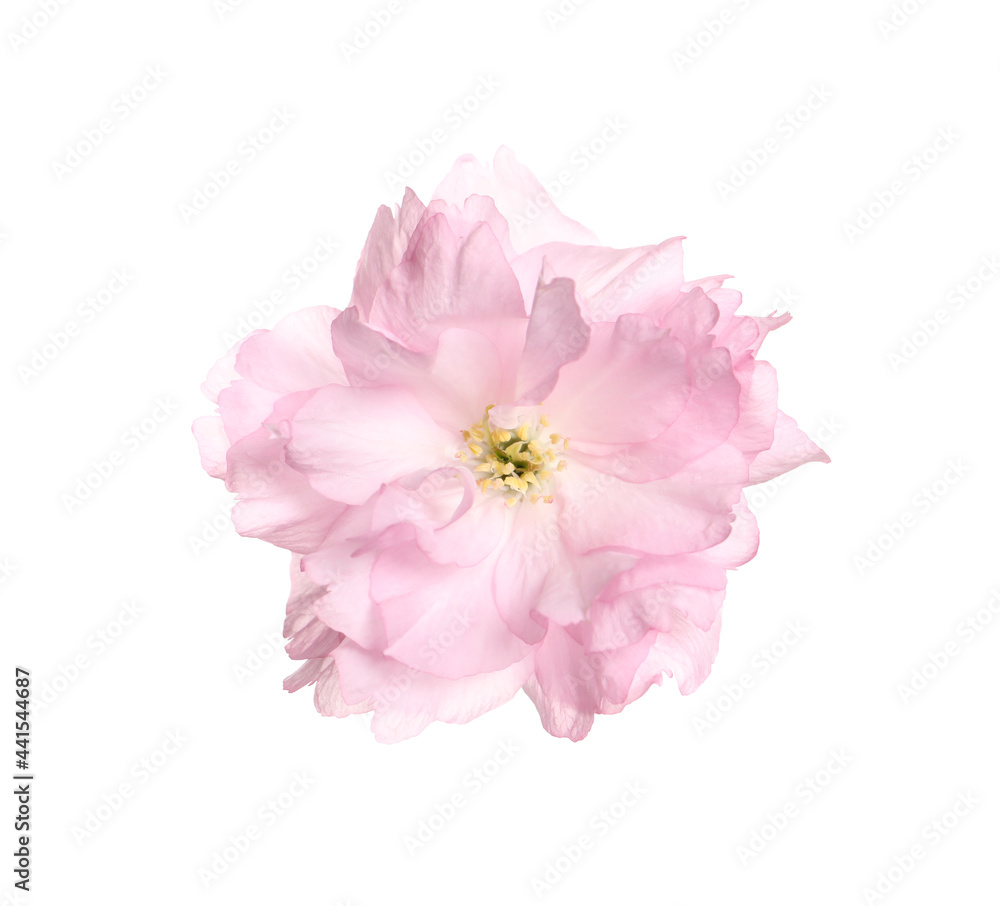 Beautiful pink sakura blossom isolated on white Beautiful pink sakura blossom isolated on white