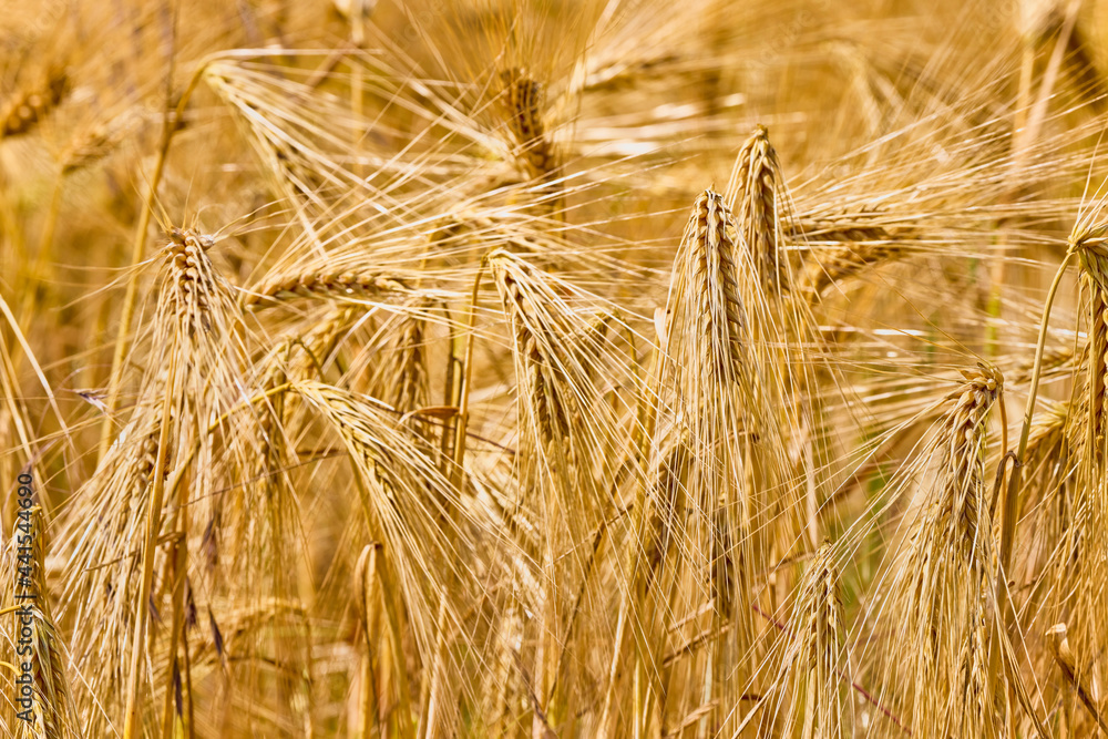Background of ripening ears of wheat field and sunlight. Crops field. Selective focus. Field landscape. Background of ripening ears of wheat field and sunlight. Crops field. Selective focus. Field landscape.