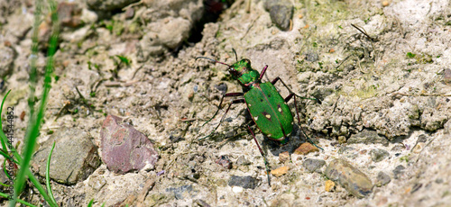 Feld-Sandlaufkäfer // Green tiger beetle  (Cicindela campestris) photo
